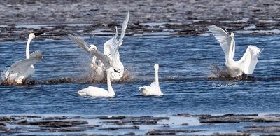 Tundra Swan Conflict