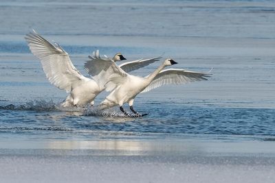 Tundra Swan Precision Landing