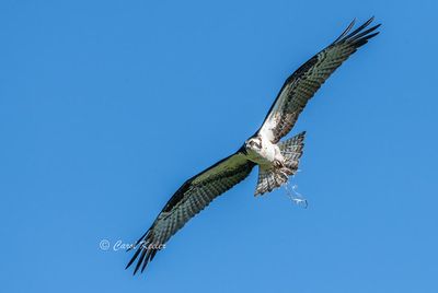 Osprey with Nesting Materials