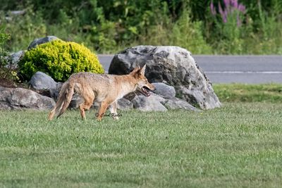 Coyote Visitor