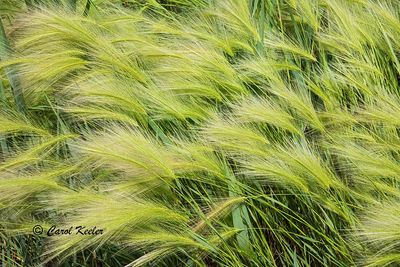 Foxtail Barley Grass 