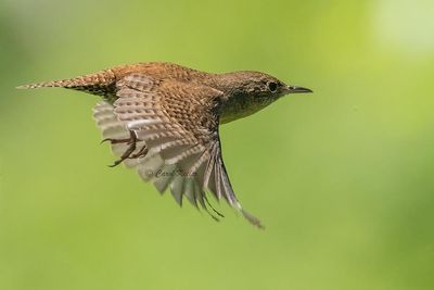 Wren Flight