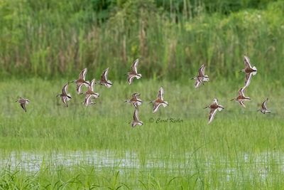 Dunlin flight