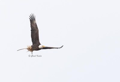 Bringing Nesting Materials 