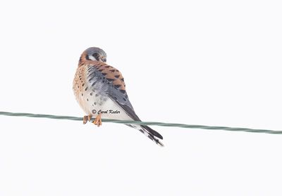 Kestrel 