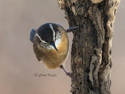 Carolina Wren Checking the Suet 