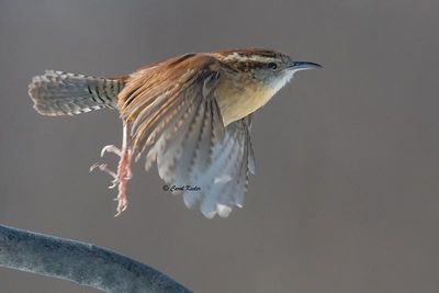 Carolina Wren Take-off 