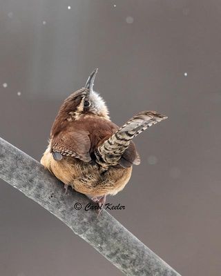Watching the Snow .