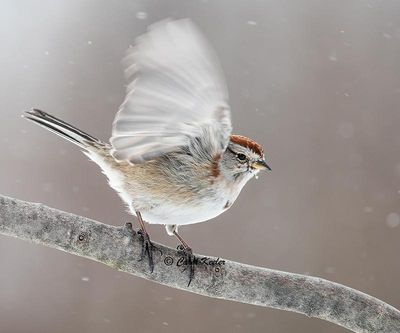 American Tree Sparrow