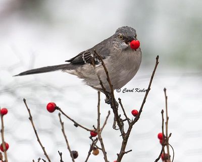 Mockingbird and berry 