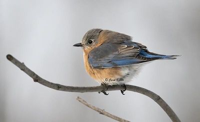 First Bluebird of the Year 
