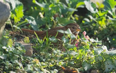 Fox Sparrow 