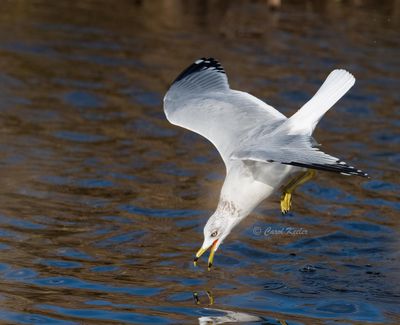 Ring Bill Dive 