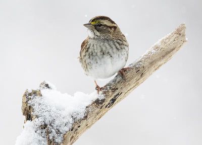 White Throated Sparrow 