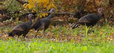 Doing the Turkey Trot