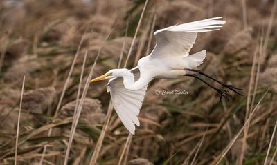 Egret Landing 