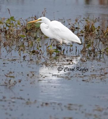 Great Egret .