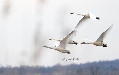 Trumpter Swan Family 