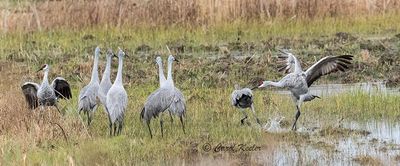 Landing Crane Squabble 
