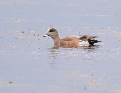 Male Wigeon