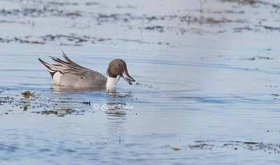 Pintail Snack Time 