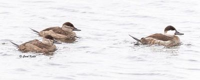 Ruddy Duck Trio