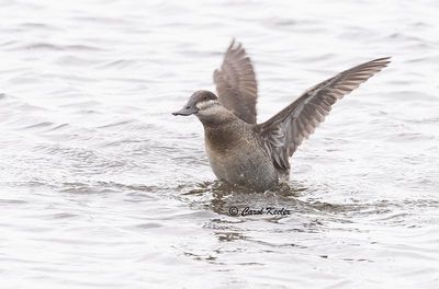 Ruddy Duck Wing Flap