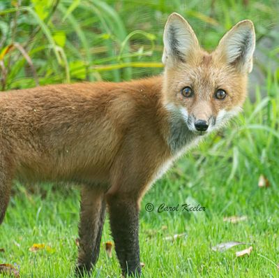 My Yard Fox Visit