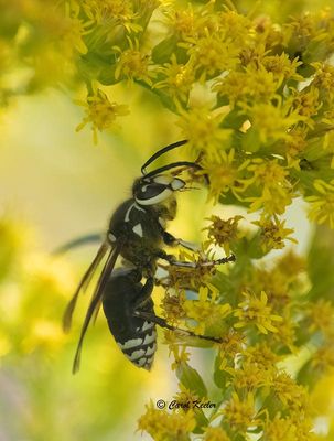Bald Faced Hornet 