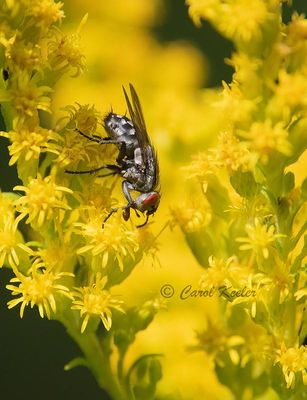 Root Magot Fly Anthomyia pluialis 