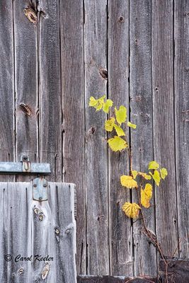 Barnwood and Grapevine  