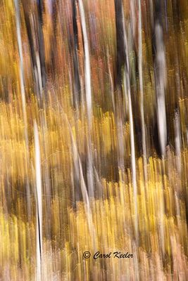 Fall Verticals