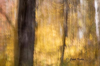 Forest Ripples copy.