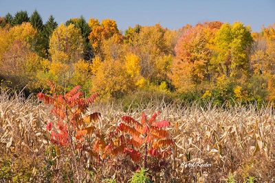 Late October Colors