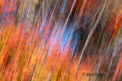 Sumac on Fire 