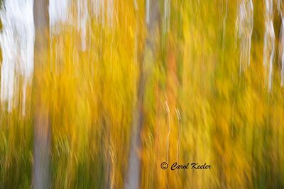 Blurred Lines