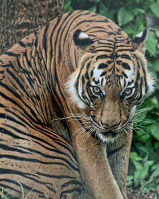 MALAYAN TIGER2c 233ppi.jpg
