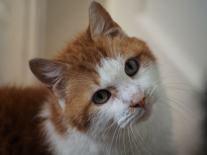 Toffee and the way he might look at you