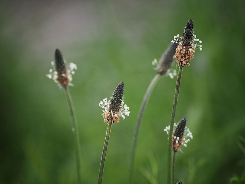 Seed heads