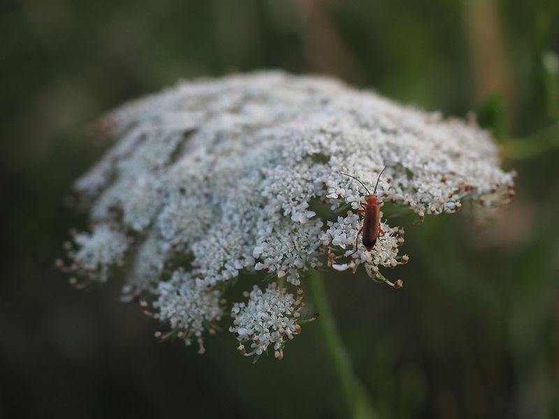 Just a bug