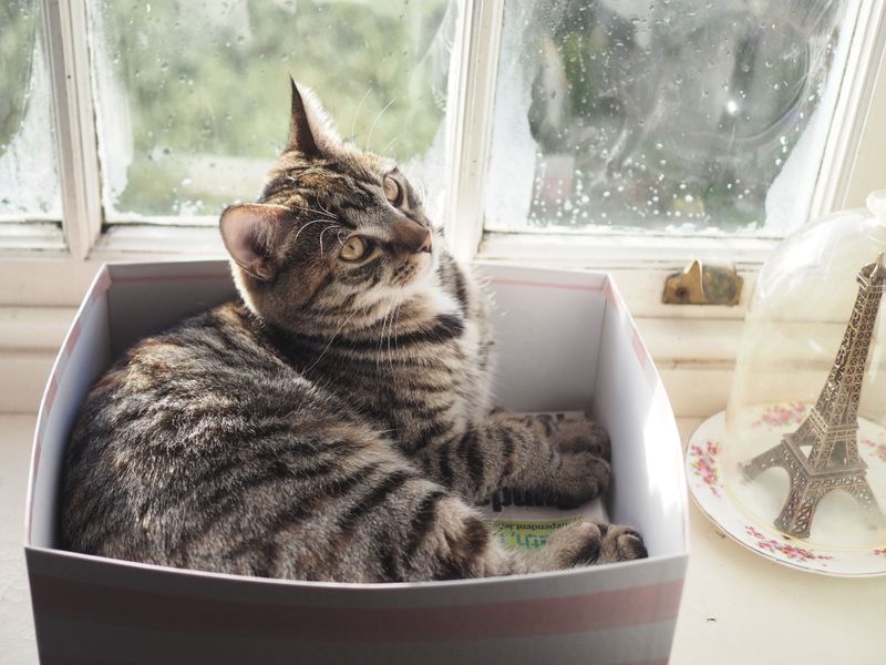 Royal box