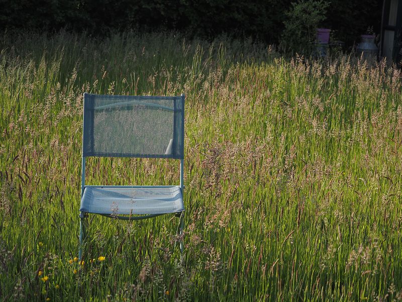 No Mow May -Take Two