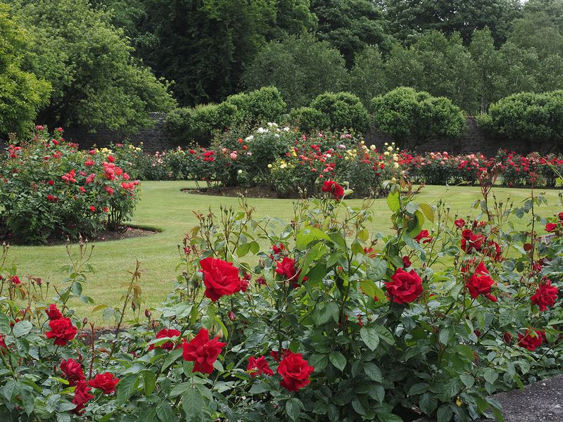Rose Garden
