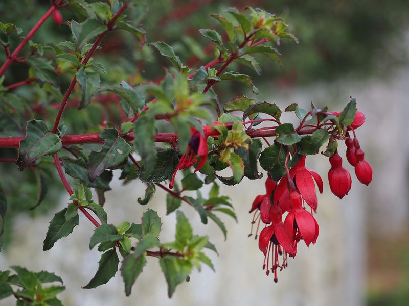 Fuchsia