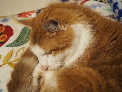 Sleeping cat