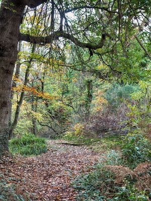 Autumn