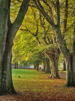 Park life