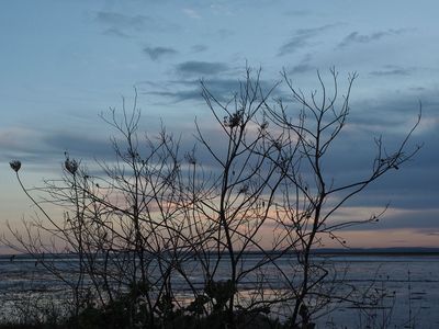 November silhouettes