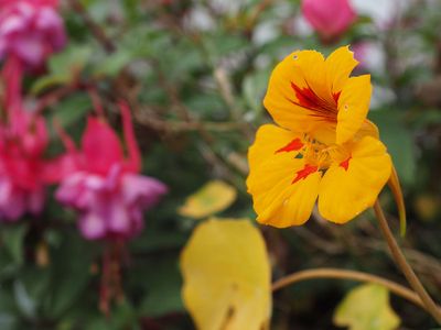 Summer flowers in November