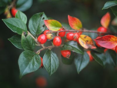 Autumn berries